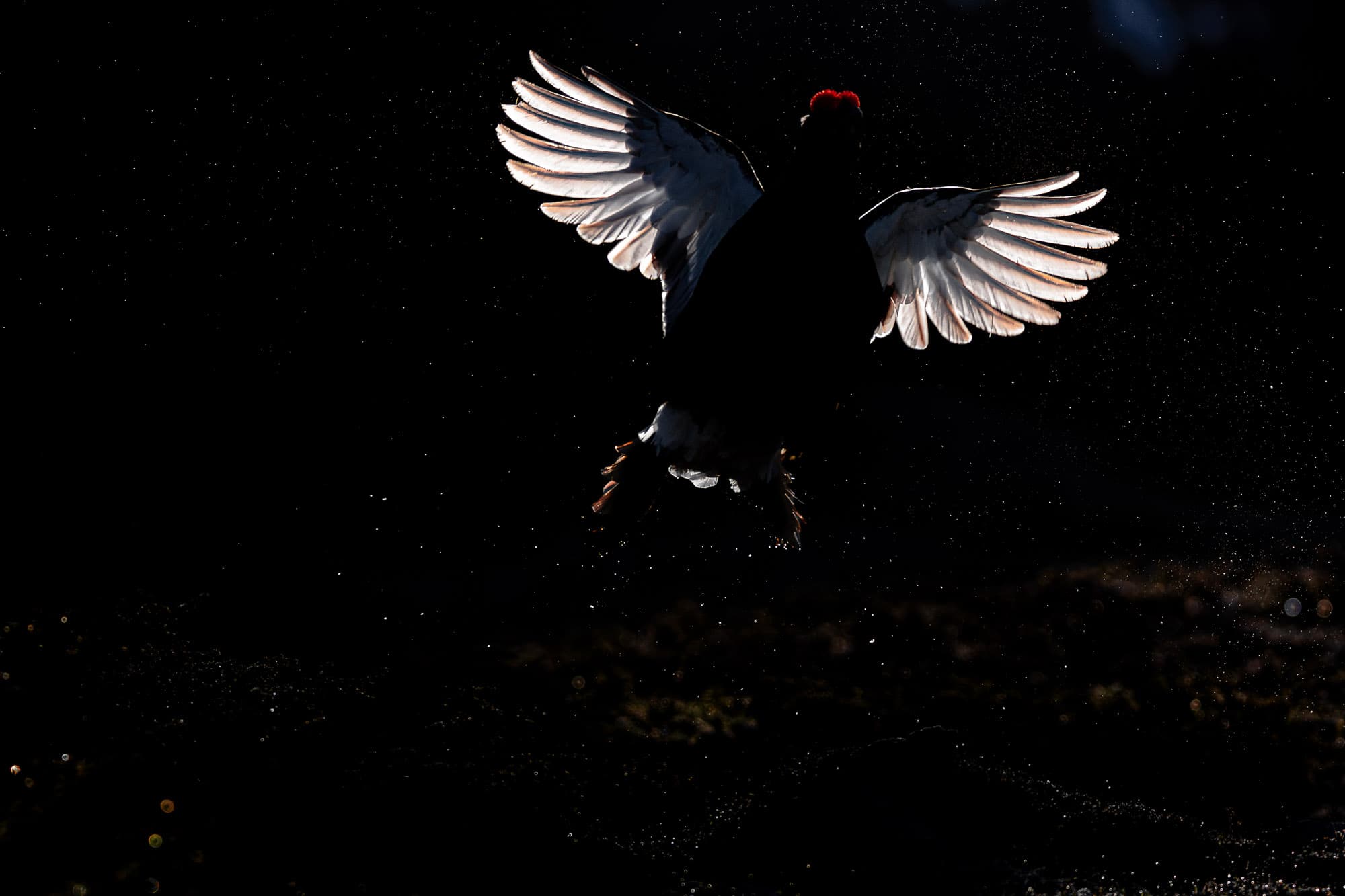 Apparition de l'animal