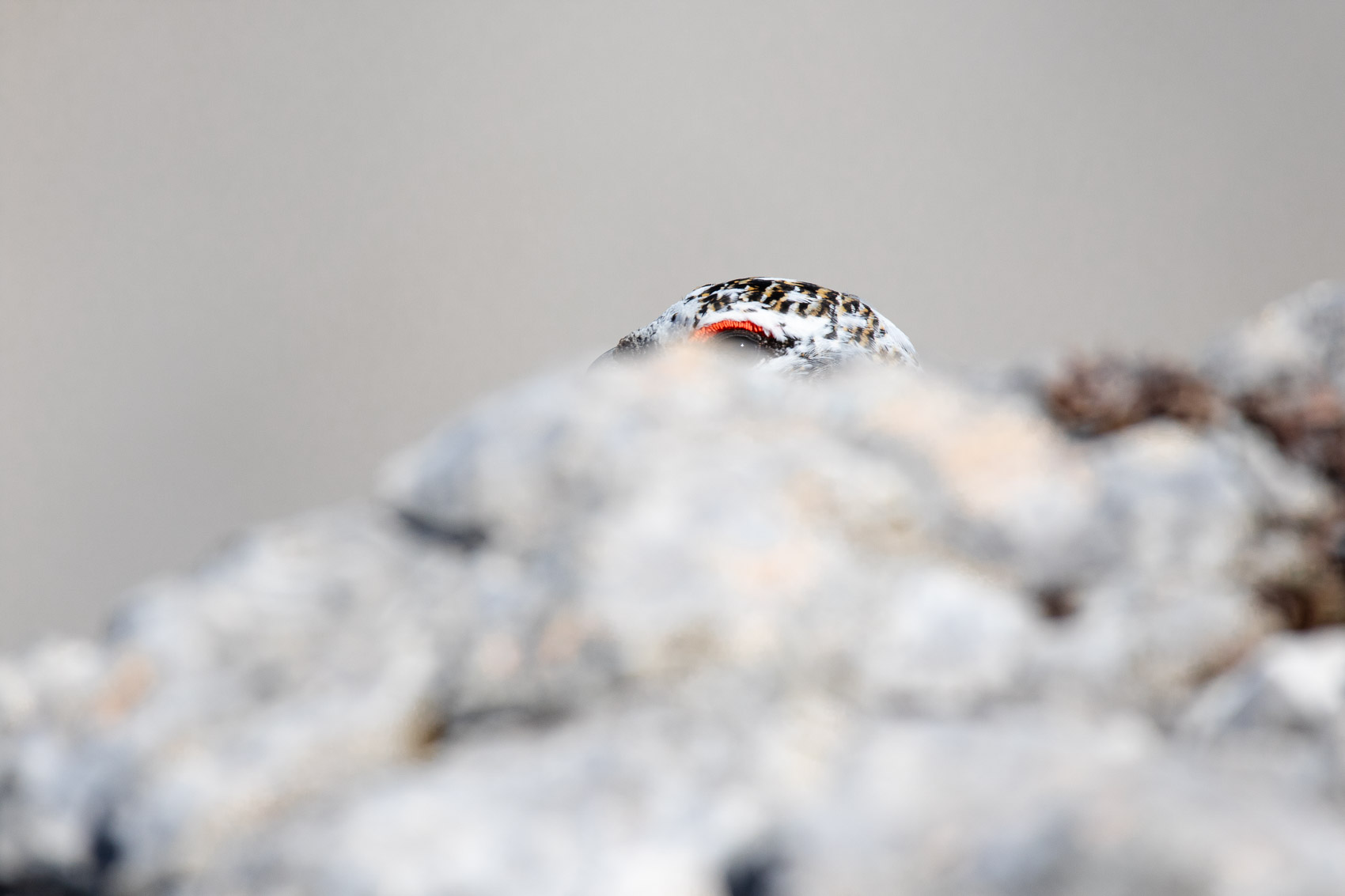 photo 006